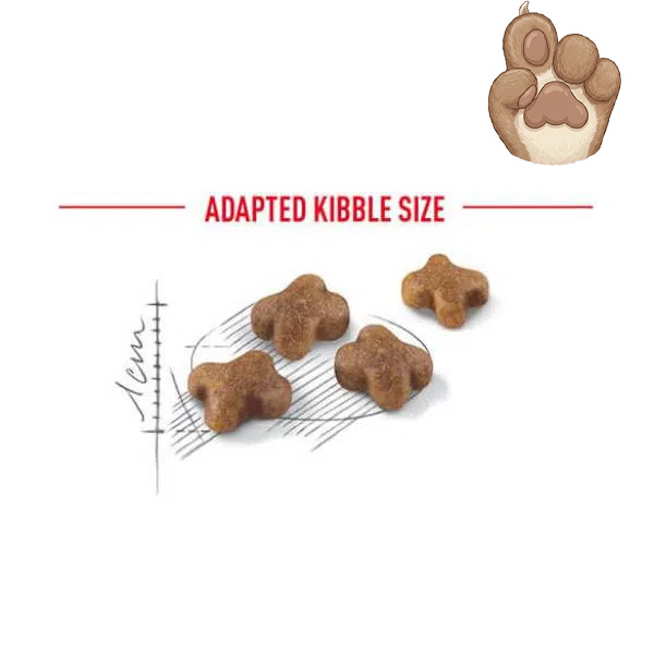 غذای خشک بچه گربه کیتن رویال کنین Kitten