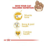 غذای گربه رویال کنین British Shorthair