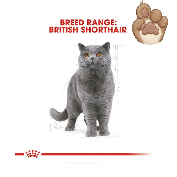 غذای گربه رویال کنین British Shorthair